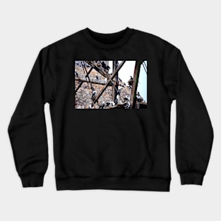 Pérou - Paracas - Les îles Ballestas, Oiseaux Crewneck Sweatshirt